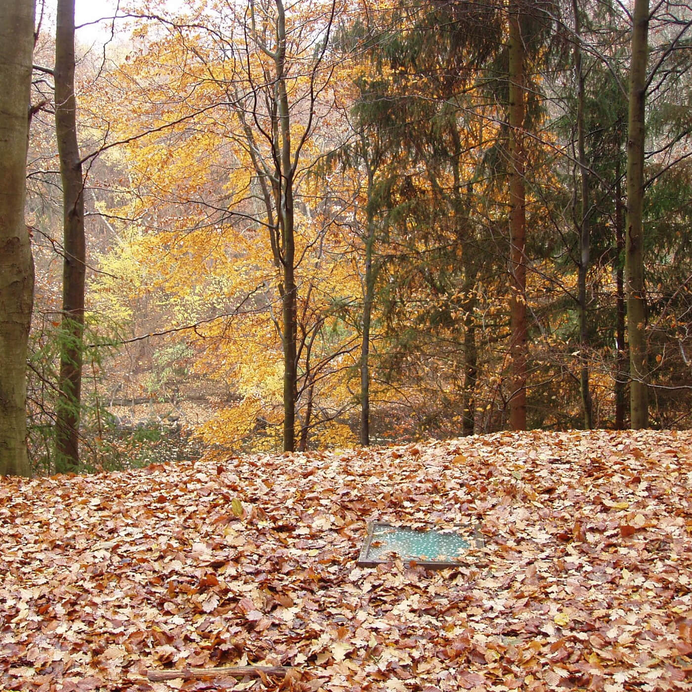 Wald mit herbstlich gefärbten Bäumen und Boden, der mit Laub bedeckt ist, darauf eine teilweise sichtbare rechteckige Lichtplatte