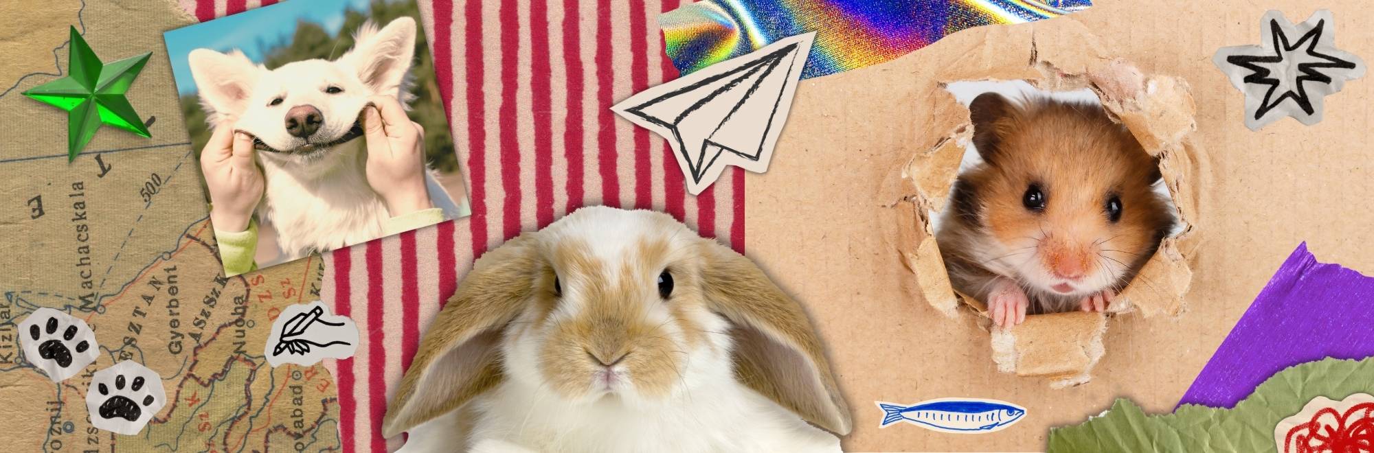 Eine Collage aus verschiedenen Papierschnipseln mit einem Hamster, einem Kaninchen und einem Hund