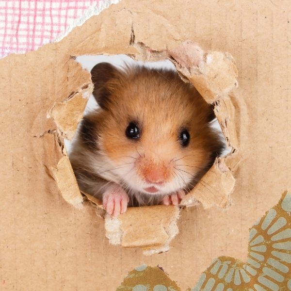 Ein Hamster nagt sich durch ein Stück Karton